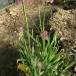 Allium thunbergii — photo 2