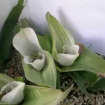 Androcymbium capense — capense