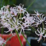 Nerine filamentosa