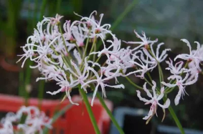 Nerine filamentosa