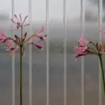 Nerine filamentosa — photo 2