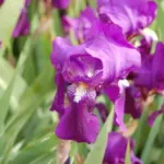 Iris germanica espèce type pourpre-bleu