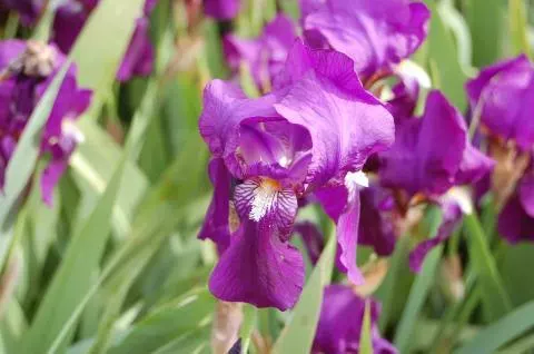 Iris germanica espèce type pourpre-bleu