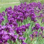 Iris germanica espèce type pourpre-bleu — photo 3