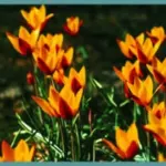 Tulipa clusiana chrysantha forme diniae — photo 6