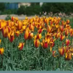 Tulipa clusiana chrysantha forme diniae — photo 7