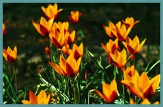 Tulipa clusiana chrysantha forme diniae