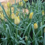 Tulipa clusiana forme jaune nain