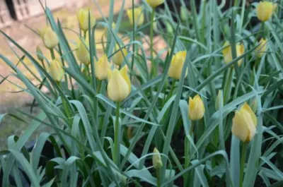 Tulipa clusiana forme jaune nain