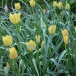 Tulipa clusiana forme jaune nain — photo 2