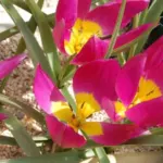 Tulipa humilis