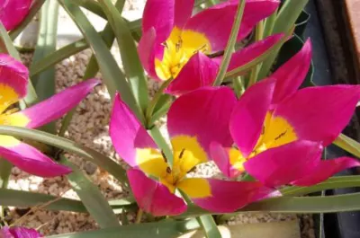 Tulipa humilis