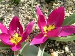 Tulipa humilis — Tulipa