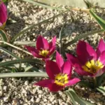Tulipa humilis — pulchella