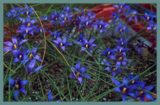 Romulea grandiscapa