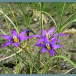 Romulea grandiscapa — hartungii