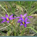 Romulea grandiscapa — hartungii