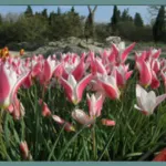 Tulipa clusiana var Stellata ‘Lady Jane’