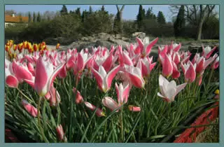 Tulipa clusiana var Stellata ‘Lady Jane’