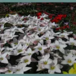 Tulipa clusiana var Stellata ‘Lady Jane’ — tulipa