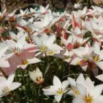 Tulipa clusiana var Stellata ‘Lady Jane’ — clusiana
