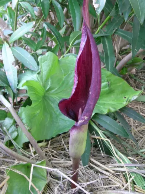 Arum purpureospathum