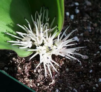 Massonia echinata