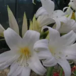 Amaryllis belladonna forme alba