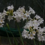 Amaryllis belladonna forme alba — naked
