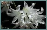 Amaryllis belladonna forme alba — lady