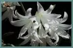 Amaryllis belladonna forme alba — lady
