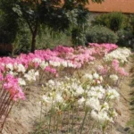Amaryllis belladonna forme alba — Amaryllis
