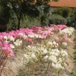 Amaryllis belladonna forme alba — Amaryllis