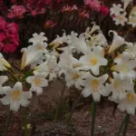 Amaryllis belladonna forme alba — belladonna