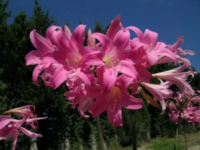 Amaryllis belladonna Rose Soutenu