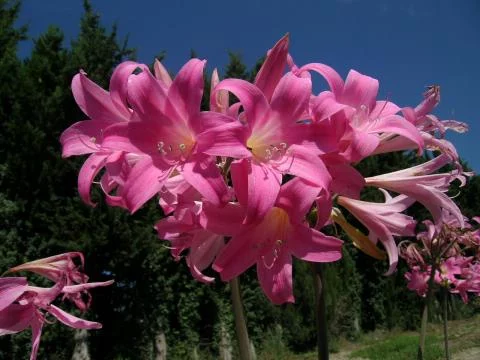 Amaryllis belladonna Rose Soutenu
