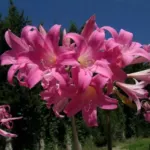 Amaryllis belladonna Rose Soutenu