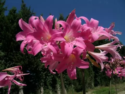 Amaryllis belladonna Rose Soutenu