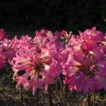 Amaryllis belladonna Rose Soutenu — belladonna