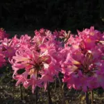 Amaryllis belladonna Rose Soutenu — belladonna