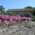 Amaryllis belladonna Rose Soutenu — photo 4