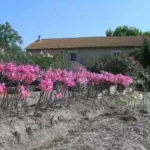 Amaryllis belladonna Rose Soutenu — photo 4