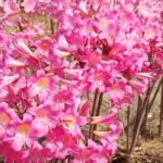 Amaryllis belladonna Rose Soutenu — photo 5