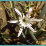 Pancratium maritimum
