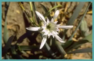 Pancratium maritimum