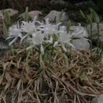 Pancratium maritimum — Lis