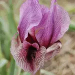 Iris regelio-oncocyclus ‘Dardanus’