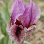 Iris regelio-oncocyclus &lsquo;Dardanus&rsquo;