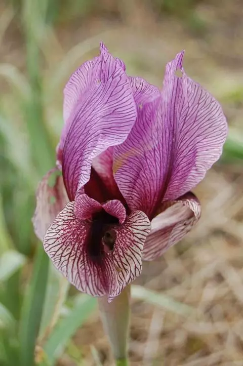 Iris regelio-oncocyclus &lsquo;Dardanus&rsquo;
