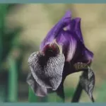 Iris regelio-oncocyclus ‘Dardanus’ — oncocyclus